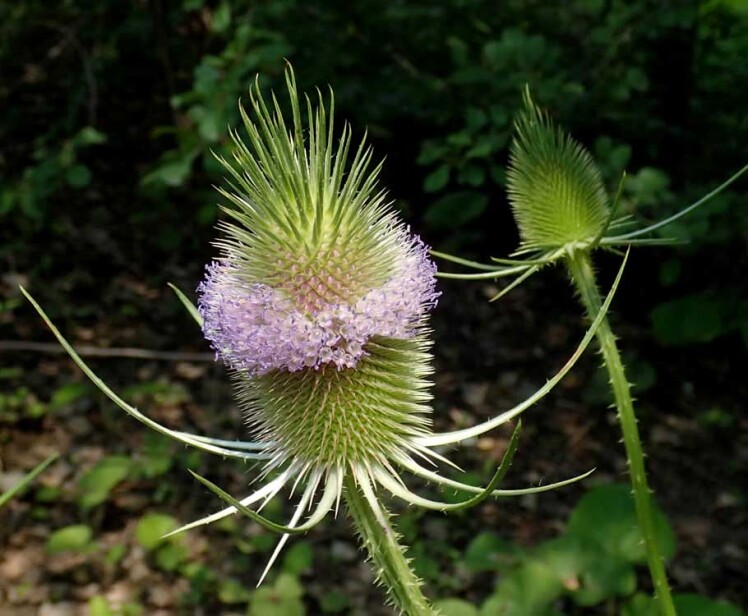 بذر خواجه باشی